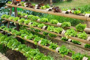 Make a Vertical Organic Garden