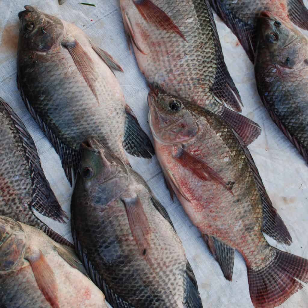Tilapia Fish for Aquaponics