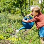 Learning When to Water Your New Vegetable Plants