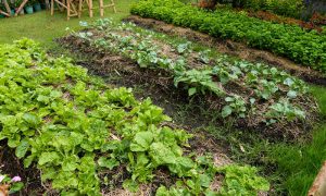 Create Your Own No-Dig Garden