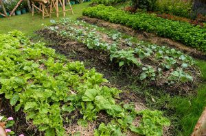 Create Your Own No-Dig Garden