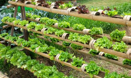 Make a Vertical Organic Garden