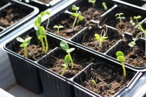 Grow Food from Seeds
