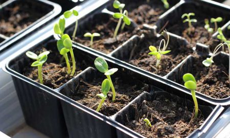 Grow Food from Seeds