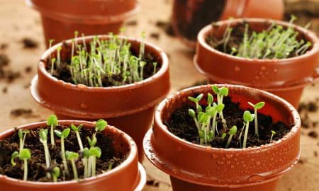 Grow Organic Herbs from Seeds