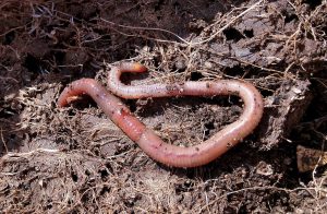 Worms and Composting