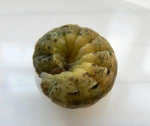 Cutworm Larva