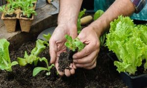 How to Transplant Seedlings