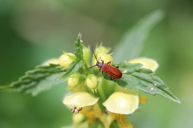 Ground Beetle on Flower
