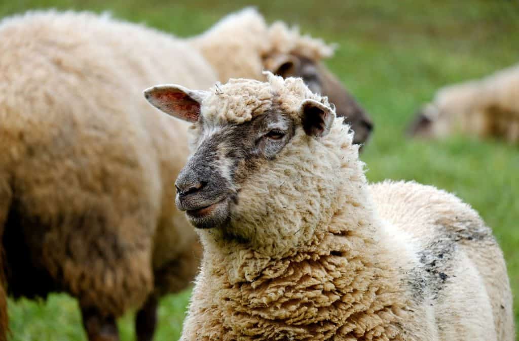 sheep-1323902_1280