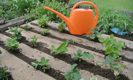 Pallet Gardening