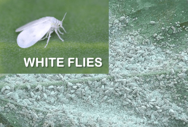 White Flies
