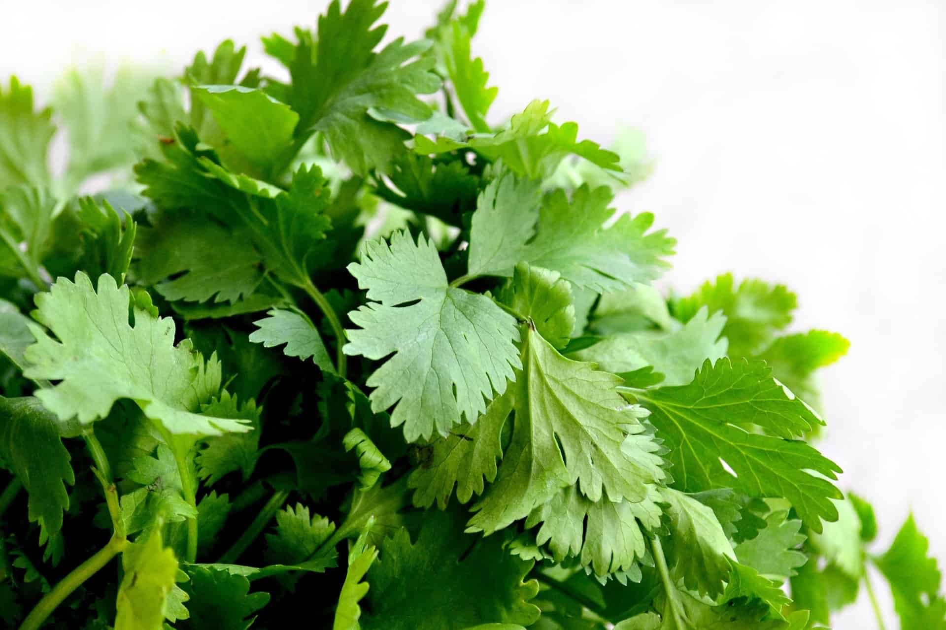 Cilantro Plant