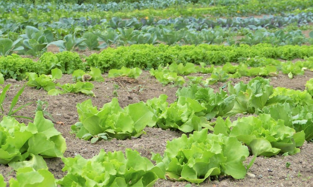Organic Lettuce Garden