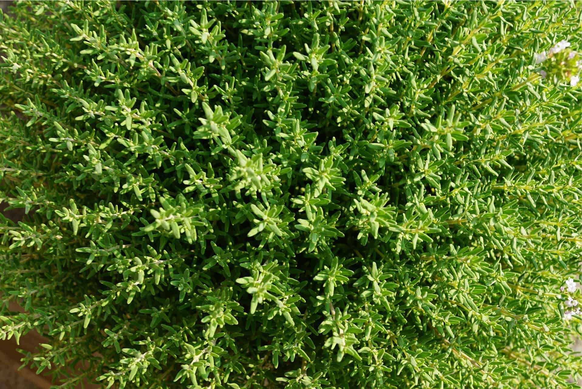 Thyme Plant